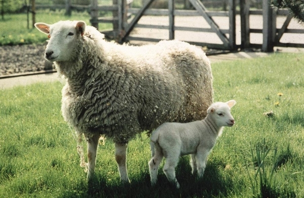 Image of Frosty the lamb with mother in field.